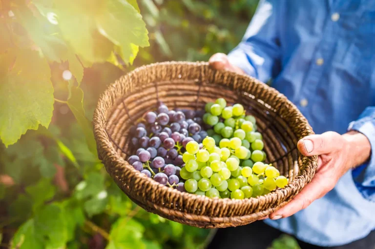 uvas-do-vale-do-sao-francisco